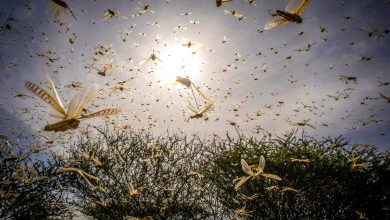 Photo of East African countries better prepared, but desert locust threat ‘not over’