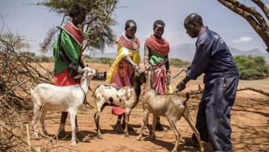Photo of UN reports major progress towards eradicating sheep and goat plague