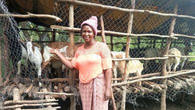 Photo of FROM THE FIELD: The goats helping Zambians to reach economic independence