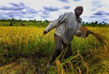 Photo of Free up ‘bottlenecks’ stifling Africa’s agri-food sector – FAO chief 
