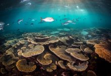 Photo of Great Barrier Reef in danger, UN World Heritage Committee draft report finds