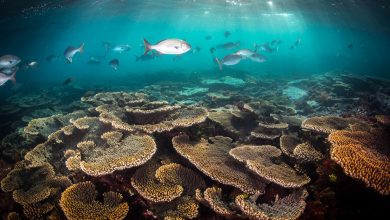 Photo of Great Barrier Reef in danger, UN World Heritage Committee draft report finds
