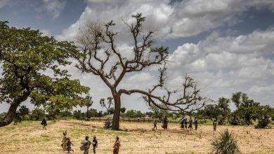 Photo of New FAO report highlights urgent need to restore Africa’s degraded landscape
