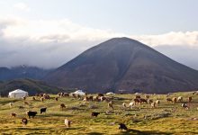 Photo of From the Field: Saving the Mongolian musk