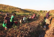 Photo of ‘Wake-up call’ to assist DR Congo battle food insecurity 