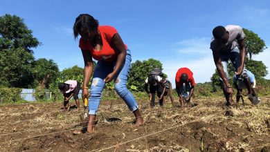 Photo of First Person: Cultivating Haiti’s future