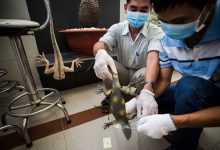 Photo of Forensic lab aids crack down on illegal wildlife trade in Viet Nam