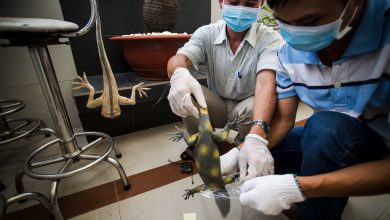 Photo of Forensic lab aids crack down on illegal wildlife trade in Viet Nam