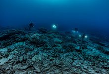 Photo of Rare coral reef discovered near Tahiti is ‘like a work of art’, says diver