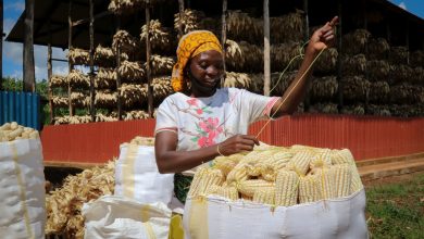Photo of WFP-backed challenge boosts food system in Rwanda and beyond