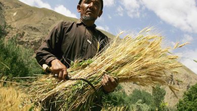 Photo of Afghanistan: World Bank provides $150 million lifeline to stem rural hunger 